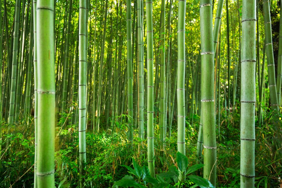 Comment on appelle une forêt de bambou ?
