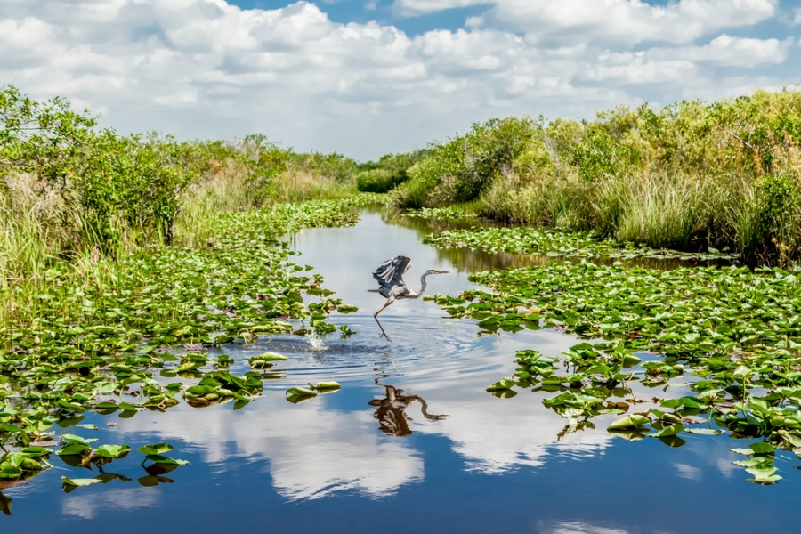 Quelles sont les activités populaires à faire dans les Everglades depuis Miami ?