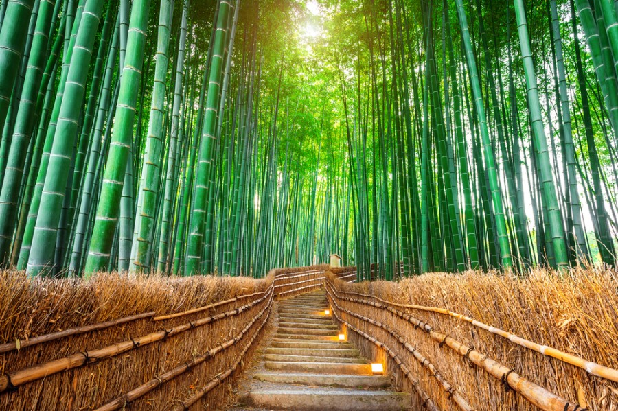 Quels sont les meilleurs endroits pour prendre des photos dans une forêt de bambou ?